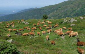 Camping Limousin