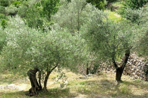 Camping Le Plan D'Eau